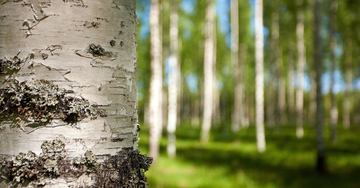 Etualalla koivunrunkoa, taaempana näkyy koivuja nurmikentällä, taustalta pilkottaa sininen taivas.
